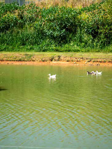 Lago do hotel
